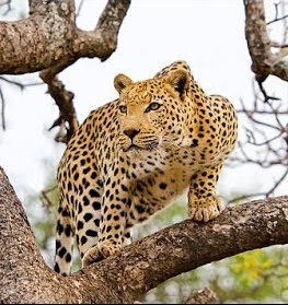 Read more about the article चित्ता (Cheetah)