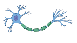 Read more about the article चेतासंस्था (Nervous system)