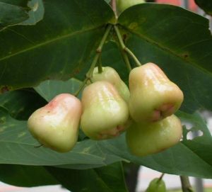 जांब (Rose apple)