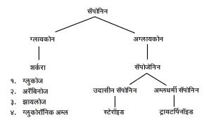 Read more about the article सॅपोनिन (Saponin)