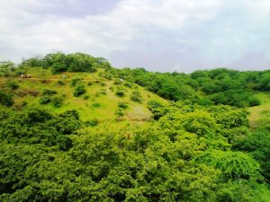 Read more about the article येडशी रामलिंग अभयारण्य (Yedshi Ramling Wildlife Sanctuary)