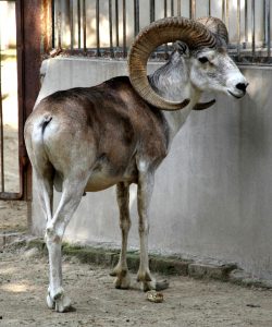 Read more about the article नयन / तिबेटी मेंढी  (Tibetan argali)