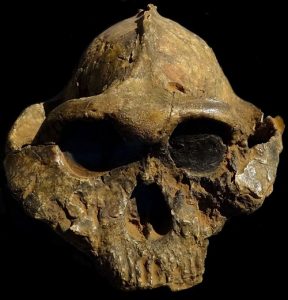 Read more about the article पॅरान्थ्रोपस  बॉइसी (Paranthropus boisei)