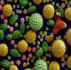 Read more about the article परागकण आणि अधिहर्षता (Pollen grains and Allergy)