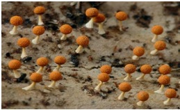 Read more about the article श्लेष्मल कवके (Slime molds)