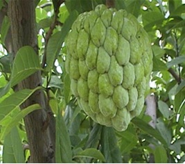 Read more about the article सीताफळ (Custard Apple)