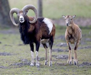 Read more about the article आर्गली (Argali)
