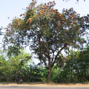 Read more about the article किंजळ (Terminalia paniculata)