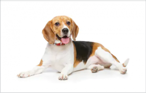 Read more about the article कुत्रा (Dog)
