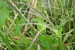 कोद्रा (codo millet)