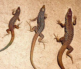 अनिषेकजनन (Parthenogenesis)