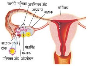 अंडाशय १ (Ovary)