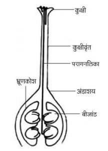 अंडाशय २ (Ovary)