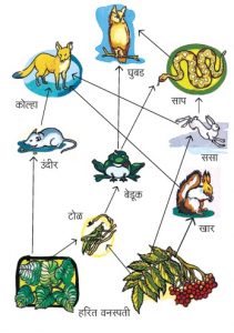 अन्नजाळे (Food web)