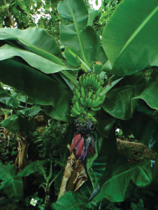 Read more about the article केळ (Banana)