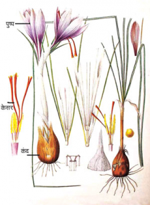 Read more about the article केशर (Saffron)