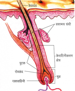 Read more about the article केस (Hair)