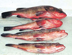 Read more about the article कॉड (Cod)