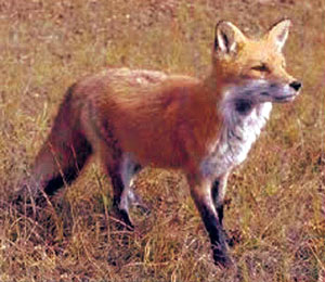 Read more about the article कोल्हा (Jackal)