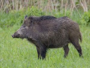 Read more about the article डुक्कर (Pig)