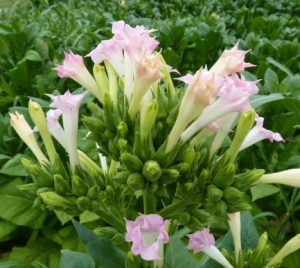 Read more about the article तंबाखू (Tobacco)
