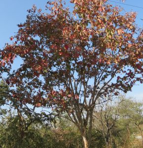 Read more about the article धावडा (Axlewood)