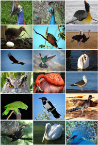 Read more about the article पक्षी वर्ग (Class aves)
