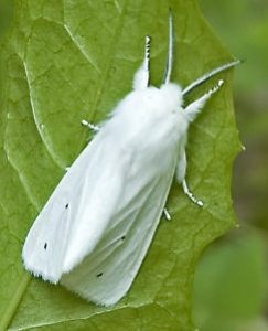 Read more about the article पतंग (Moth)