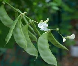 Read more about the article पावटा (lablab/ Indian butter bean)