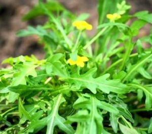 Read more about the article जंबो (Rocket salad)