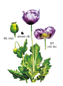 अफू (Opium)