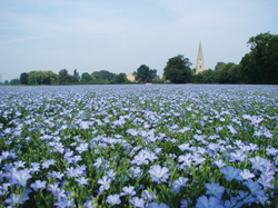 अळशी (Linseed)