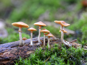 अळिंब (Mushroom)