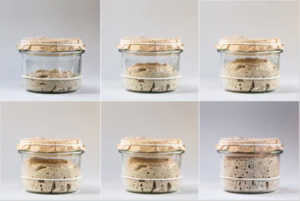 Read more about the article किण्वन (Fermentation)
