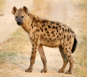 Read more about the article तरस (Hyena)