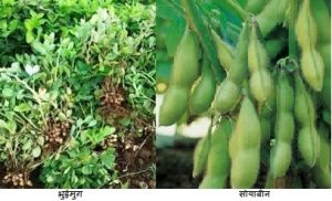गळिताची पिके (Oil Seeds)