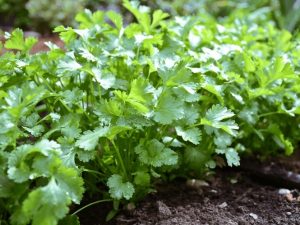 कोथिंबीर (Coriander)