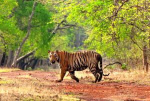 Read more about the article ताडोबा-अंधारी अभयारण्य (Tadoba-Andhari Wildlife Sanctuary)