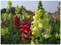अँटिऱ्हा‍यनम (Snapdragon / Antirrhinum)