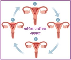 Read more about the article ऋतुस्राव व परिचर्या (Menstruation And Nursing)
