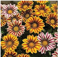 गेझनिया (Gazania)
