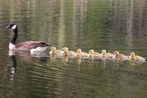 Read more about the article सहजात संस्करण, पक्ष्यांचे  (Imprinting mechanism in Birds )