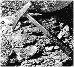 Read more about the article जीवाश्म उद्याने : समुद्री गोंडवाना जीवाश्म उद्यान (Fossil Parks : Marine Gondwana Fossil Park)