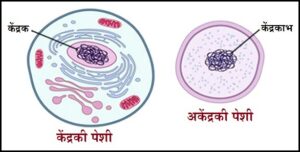 Read more about the article पेशी (Cell)