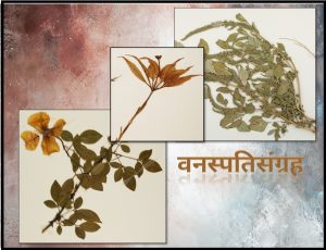 Read more about the article वनस्पतिसंग्रह (Herbarium)