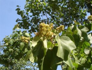 Read more about the article वारंग (Kydia calycina)