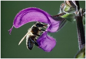 Read more about the article सेज वनस्पतीमध्ये होणारे परागीकरण (Pollination in Salvia)