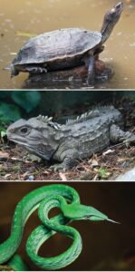 Read more about the article सरीसृप वर्ग (Class reptilia)