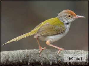 Read more about the article शिंपी पक्षी (Common tailorbird)