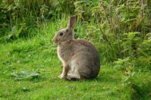 Read more about the article ससा (Hare and Rabbit)